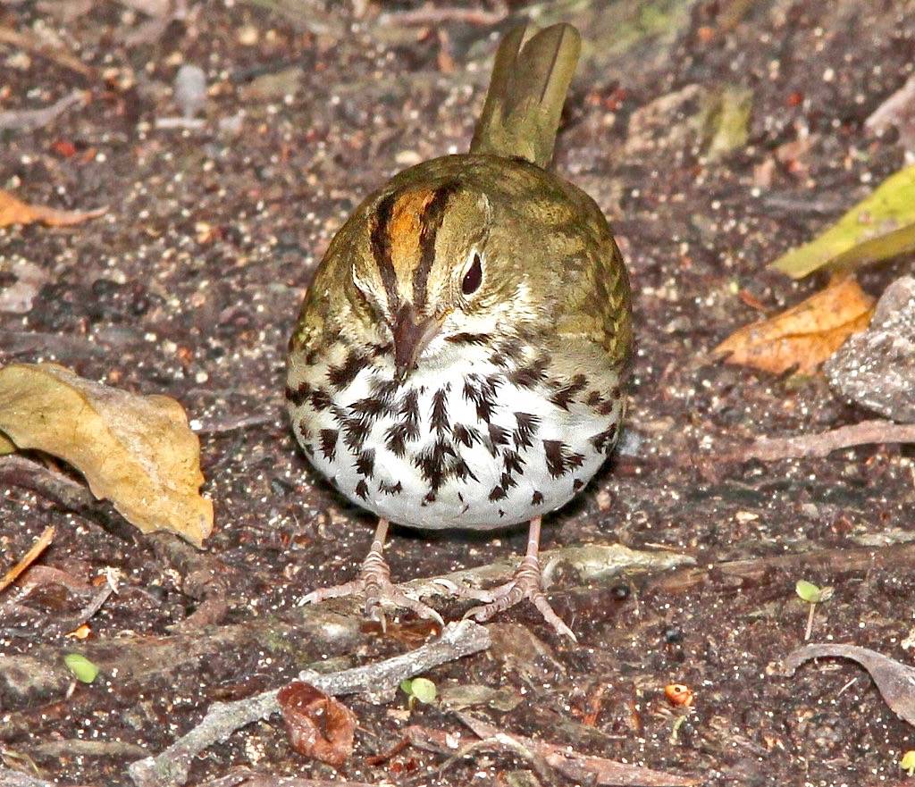 796 - OVENBIRD (3-7-13) key west tropical forest and botanical garden, key west, monroe co, fl (7) by Sloalan is marked with CC0 1.0